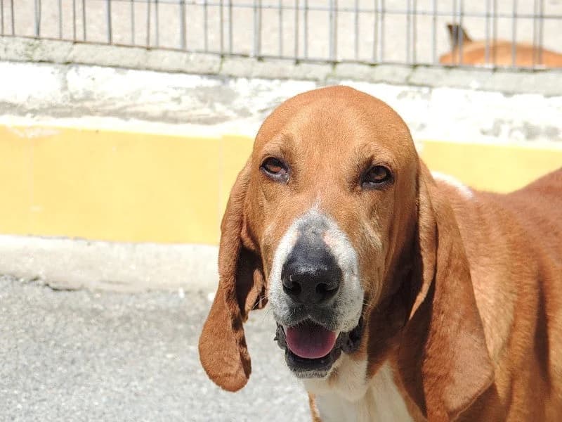 Mango, Mixed Breed (Protectora de Lugo)