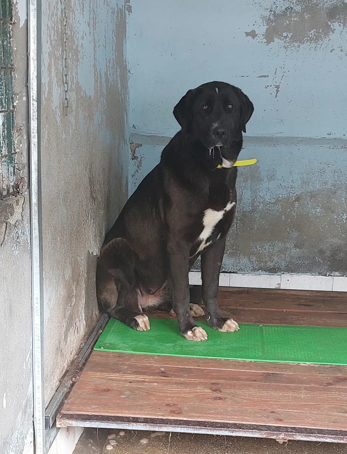 MAR, Mixed Breed (Protectora de Lugo)