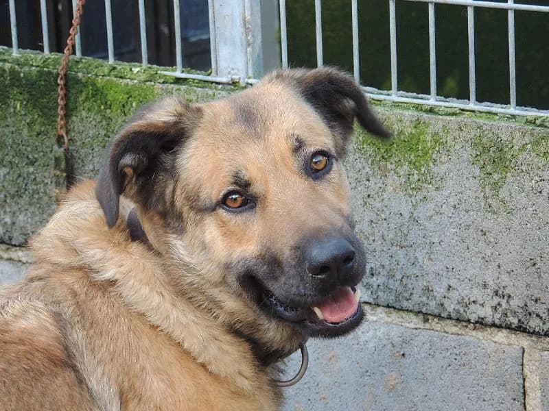 Marga, Mixed Breed (Protectora de Lugo)