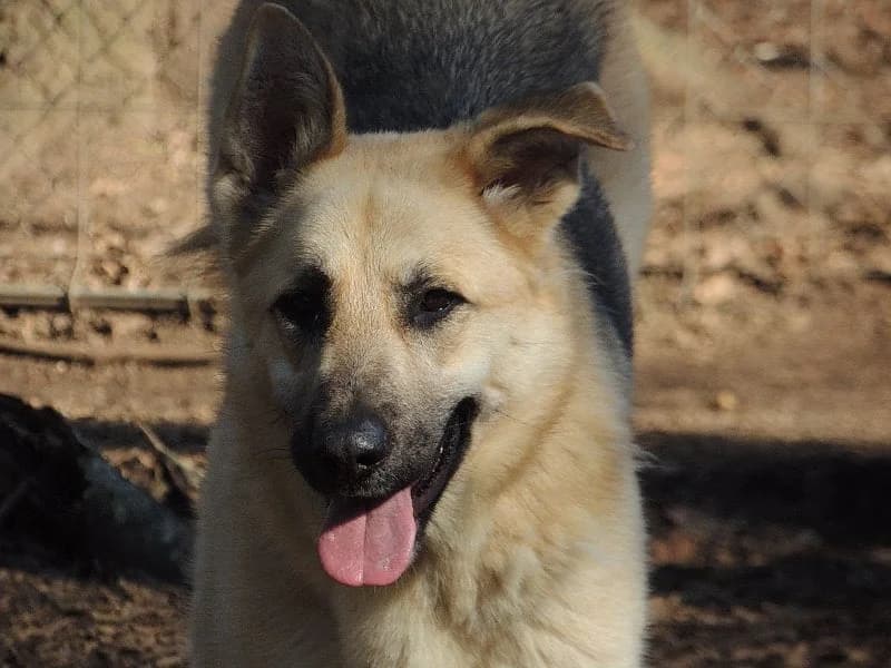 Márilin, Mixed Breed (Protectora de Lugo)