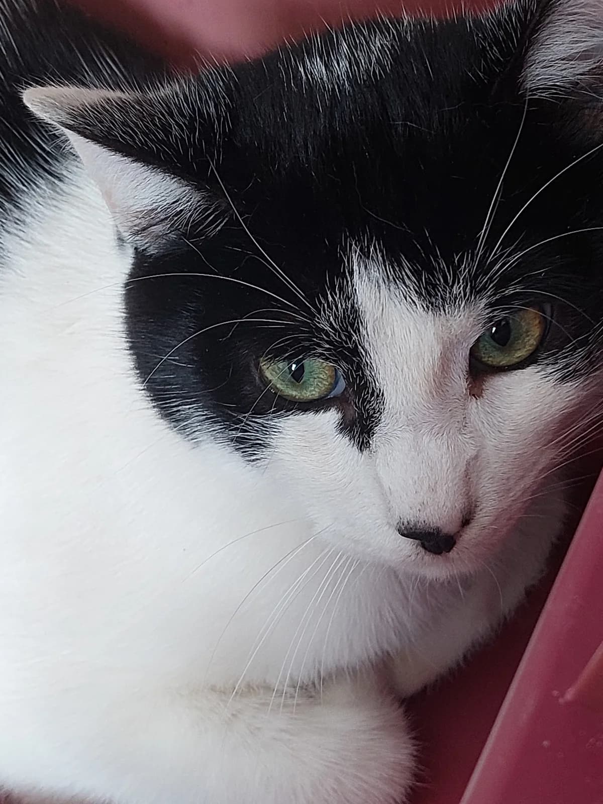 MARS,  Mixed Breed for adoption at Protectora de Lugo