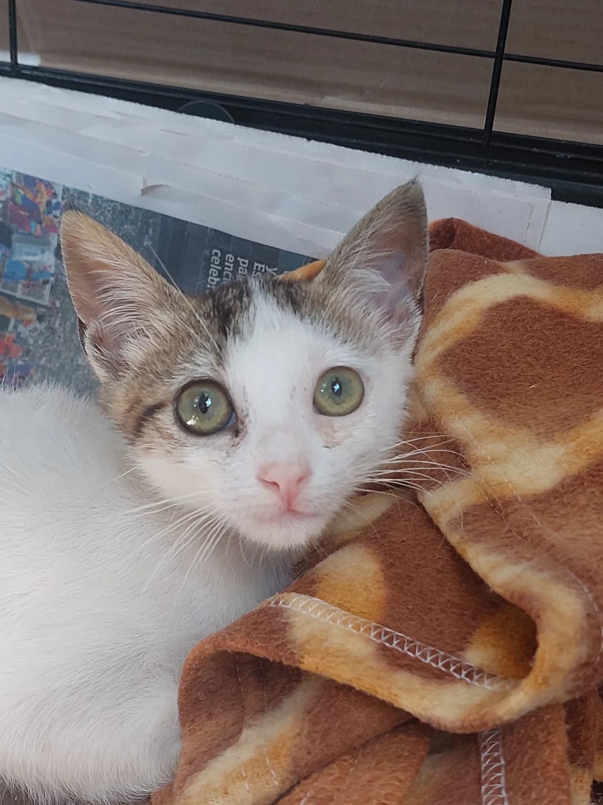 Martina, Mixed Breed for adoption at Protectora de Lugo