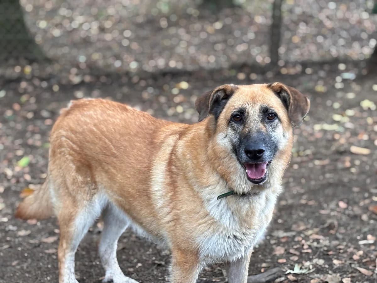 Mery, Mixed Breed (Protectora de Lugo)