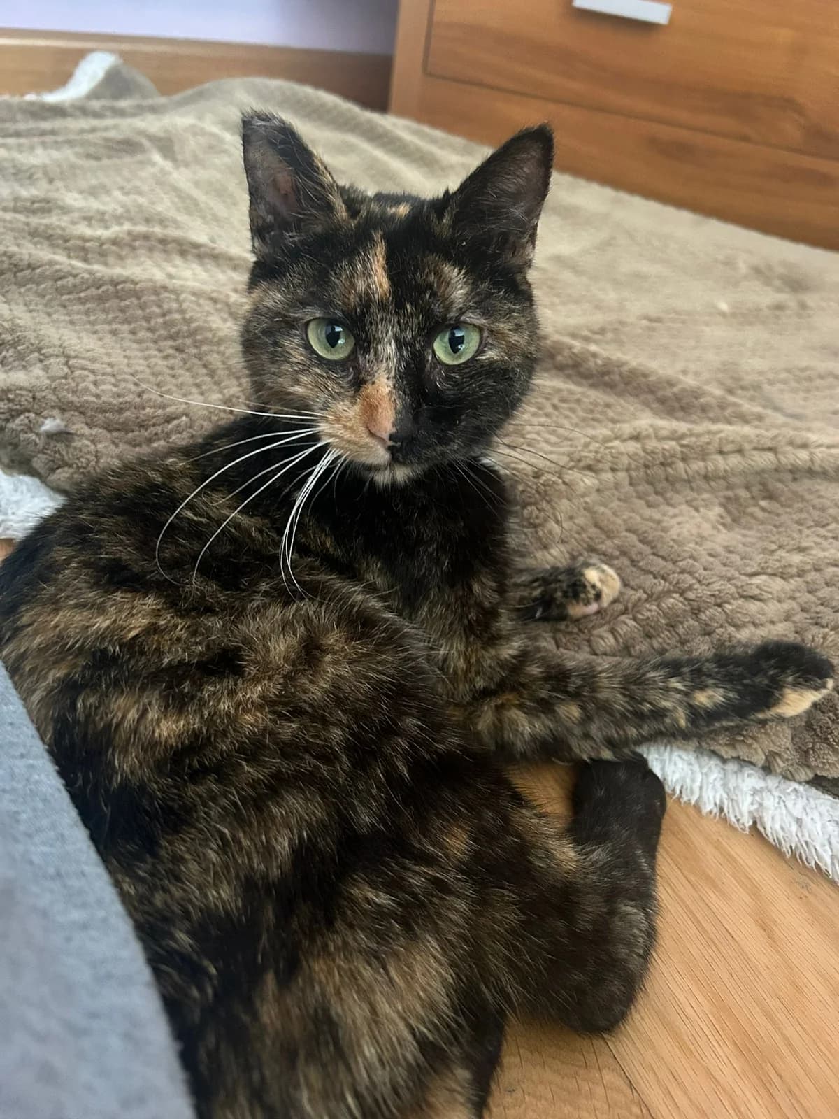 MICHIMICHI, Mixed Breed (Protectora de Lugo)