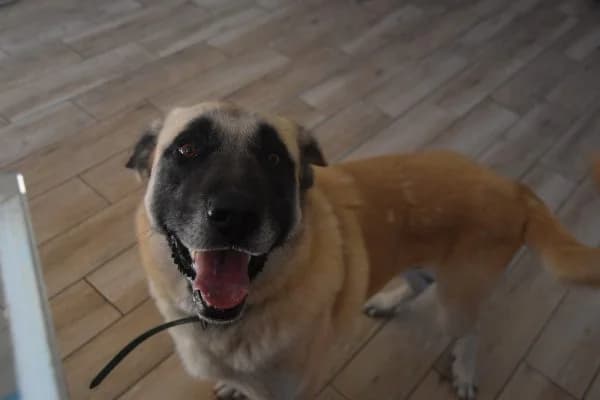 Milo, Mixed Breed (Protectora de Lugo)