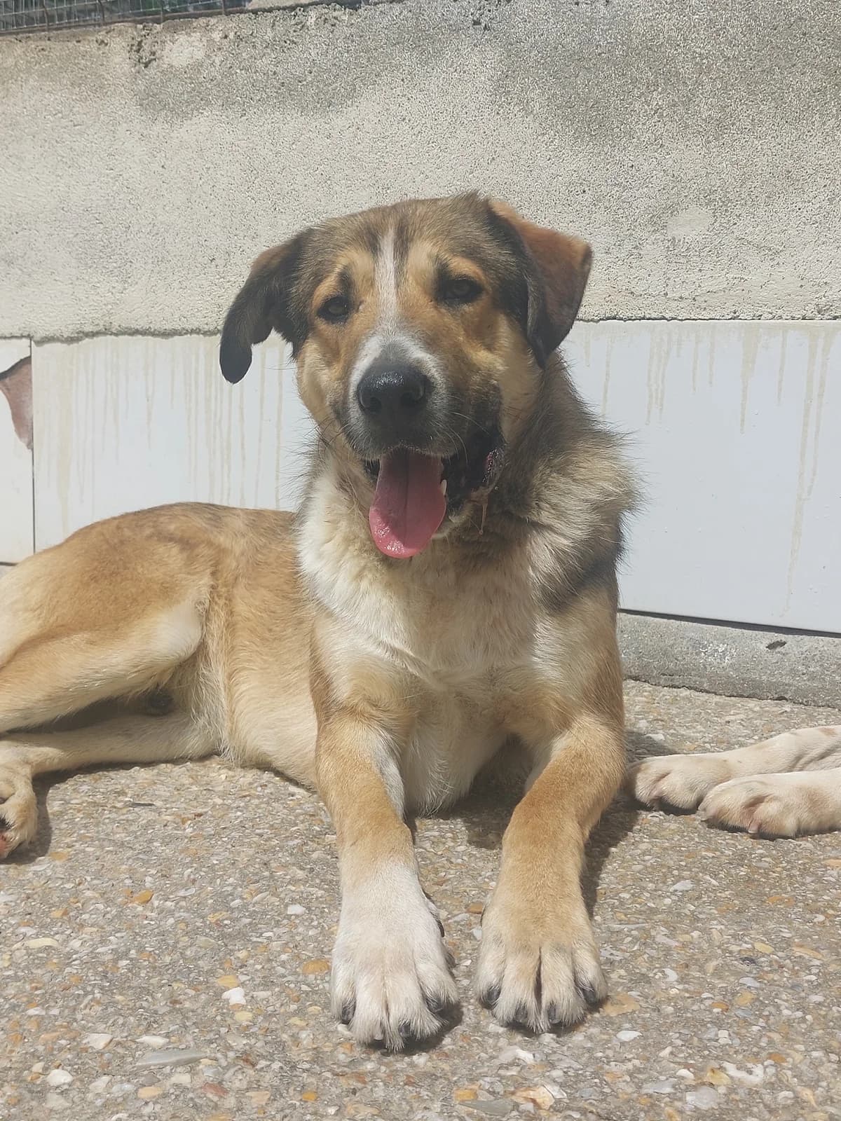 MOSTEIRO, Mixed Breed (Protectora de Lugo)