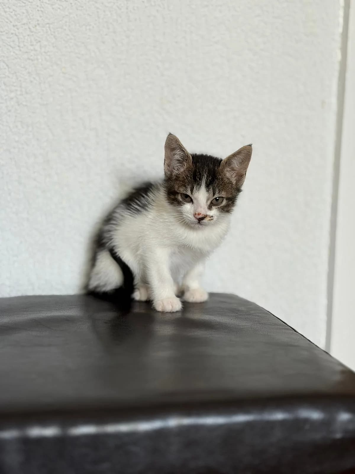 MUIÑA 1,  Mixed Breed for adoption at Protectora de Lugo