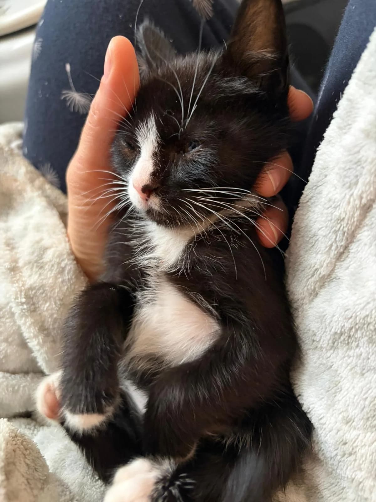 MUIÑO 4,  Mixed Breed for adoption at Protectora de Lugo