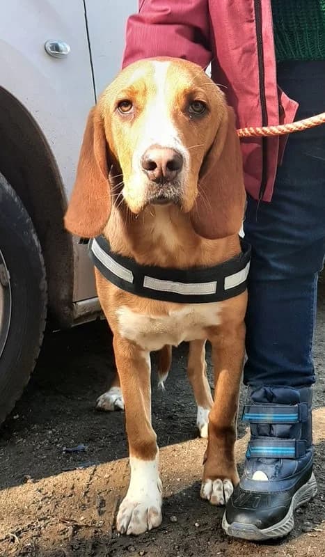 Nano, Mixed Breed (Protectora de Lugo)