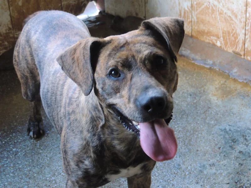 Napoleón, Mixed Breed (Protectora de Lugo)