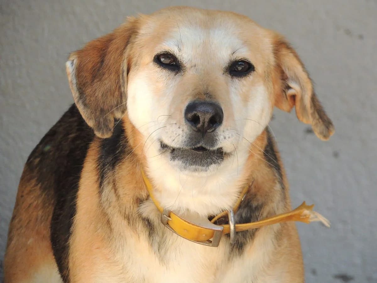 Natillas, Mixed Breed (Protectora de Lugo)