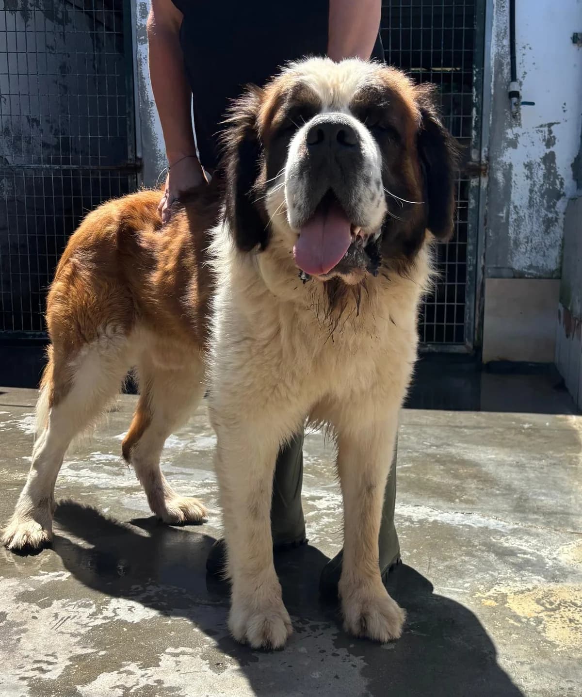 NÉBOA,  Mixed Breed for adoption at Protectora de Lugo