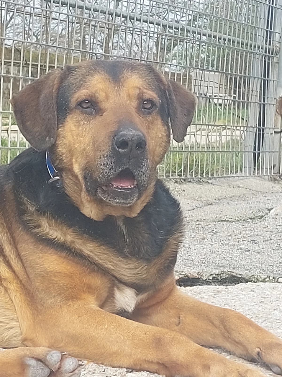 Nelson,  Mixed Breed for adoption at Protectora de Lugo