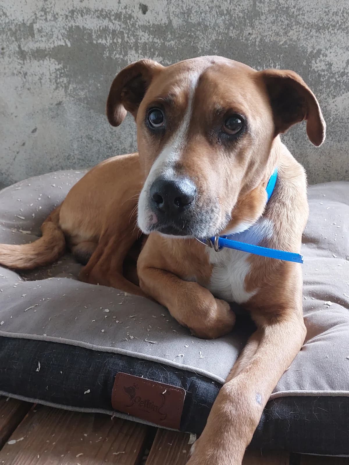 NEY, Mixed Breed (Protectora de Lugo)