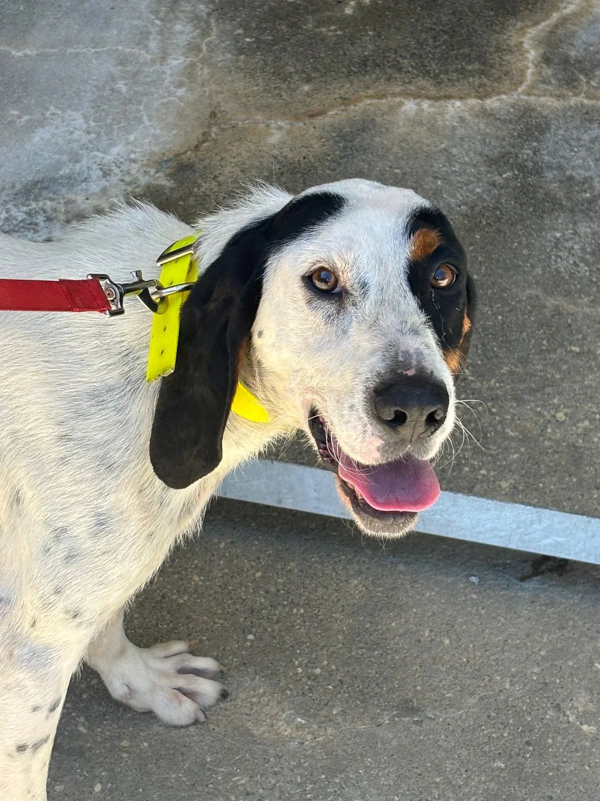 NIEBLA,  Mixed Breed for adoption at Protectora de Lugo