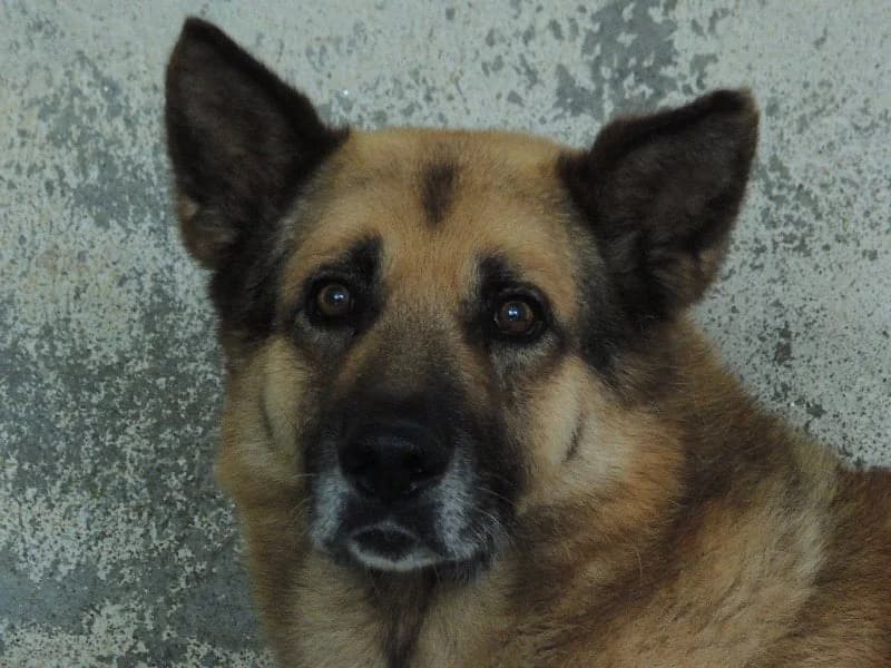 Nois, Mixed Breed (Protectora de Lugo)