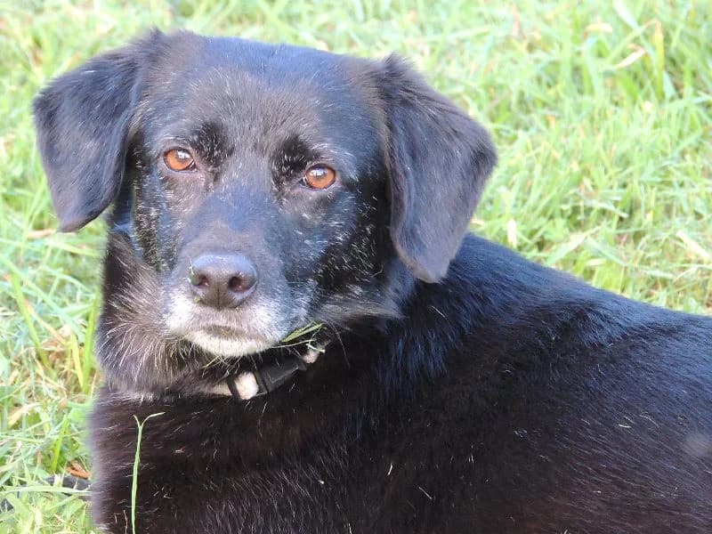 Noite, Mixed Breed (Protectora de Lugo)
