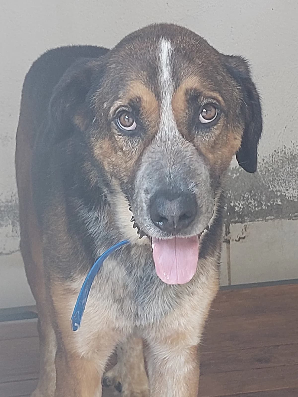 PANCHY,  Mixed Breed for adoption at Protectora de Lugo