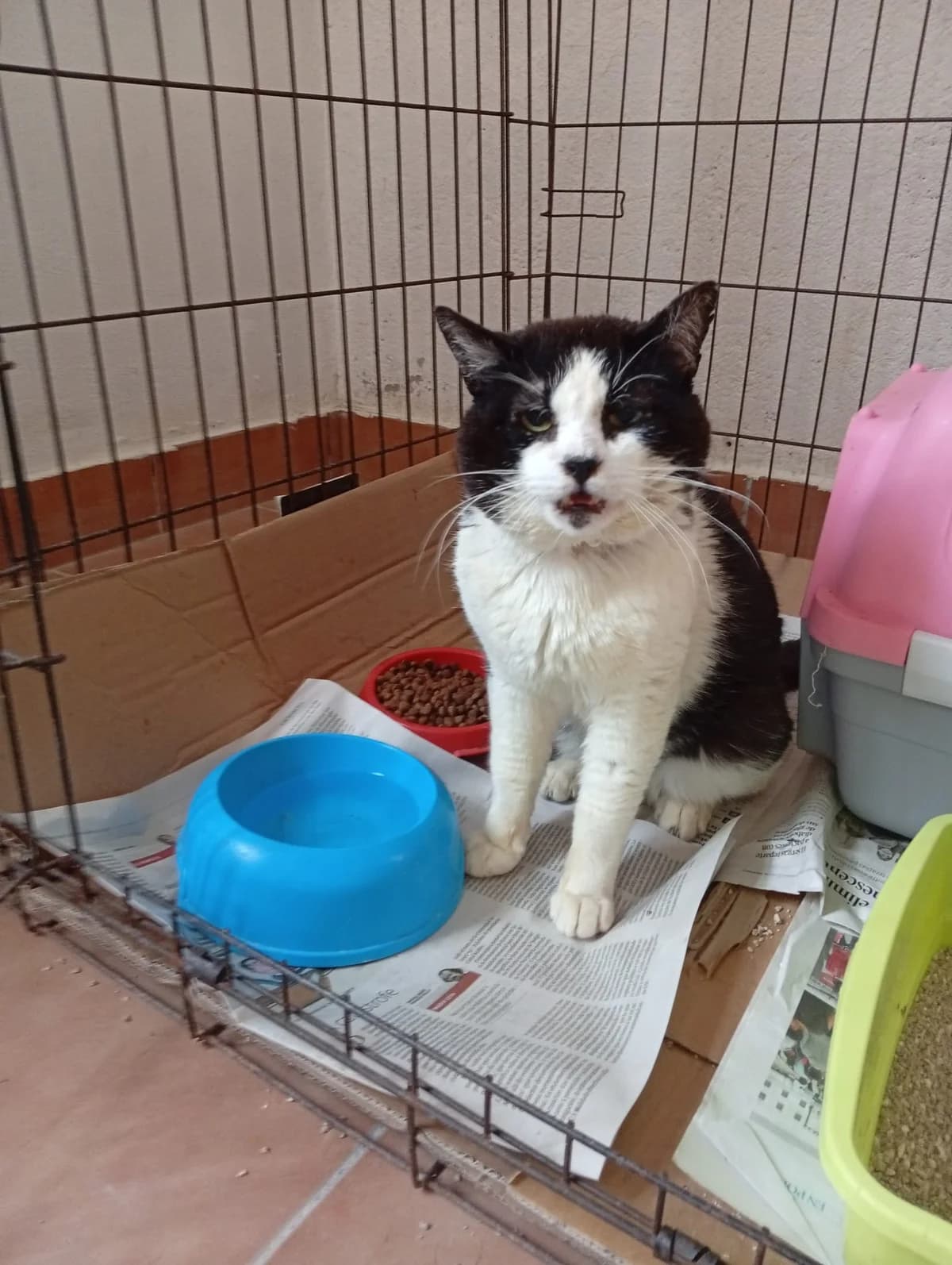 PANDA, Mixed Breed (Protectora de Lugo)