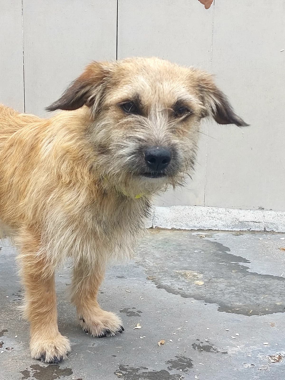PARDA,  Mixed Breed for adoption at Protectora de Lugo