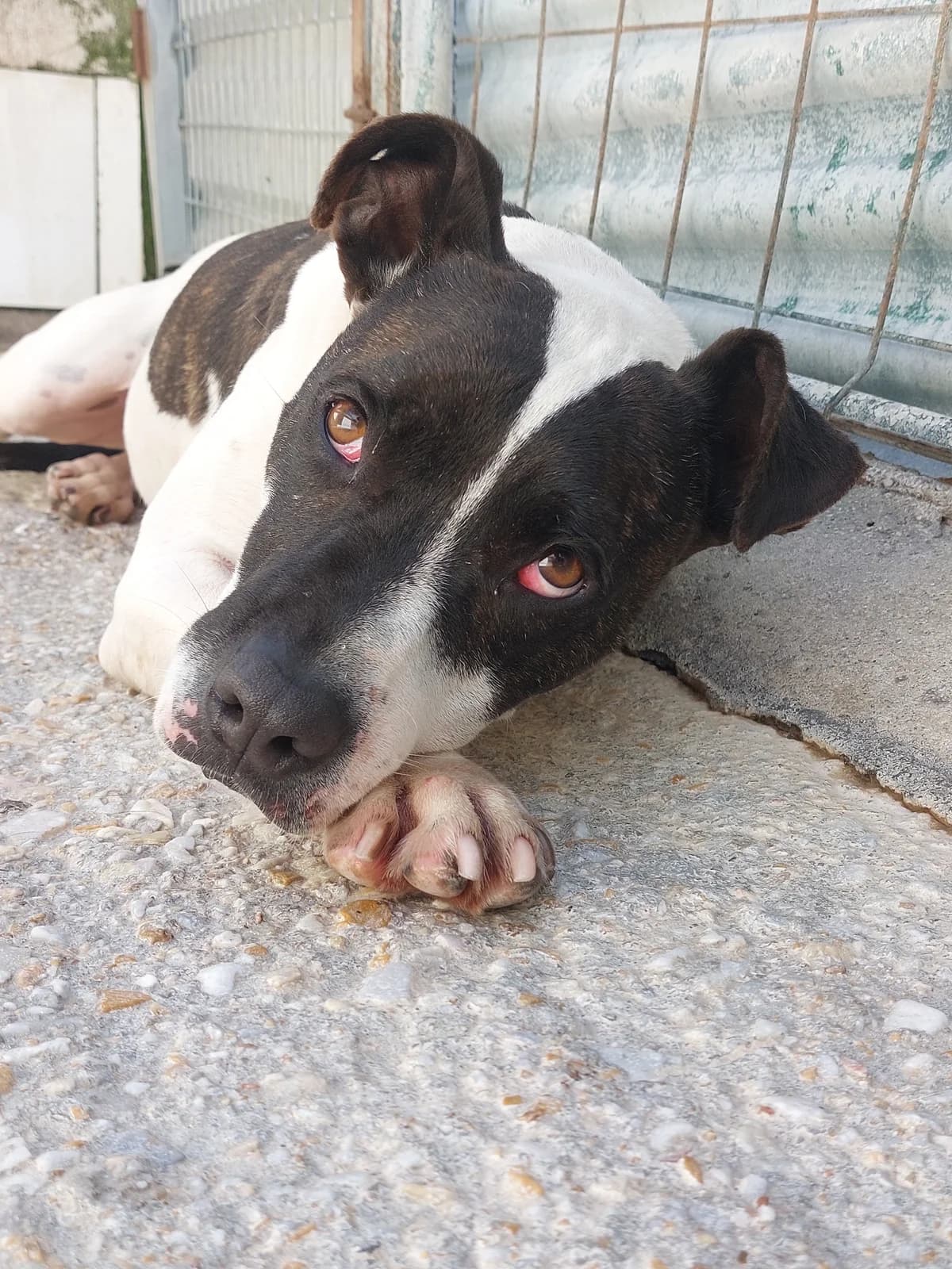 PAZO,  Mixed Breed for adoption at Protectora de Lugo