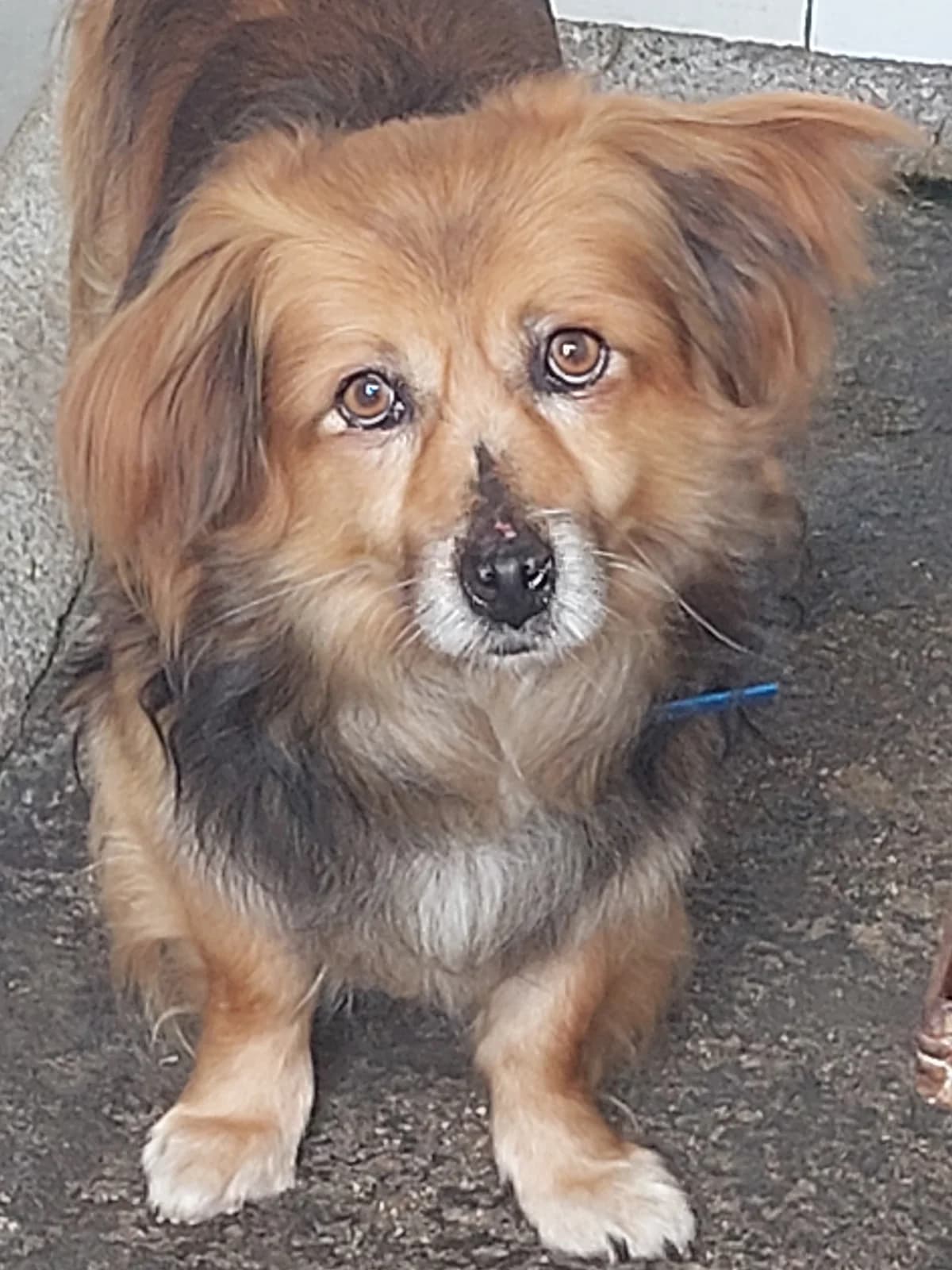 Pichi,  Mixed Breed for adoption at Protectora de Lugo