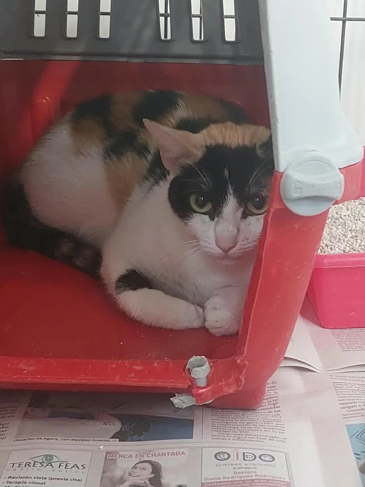 Pintora,  Mixed Breed for adoption at Protectora de Lugo