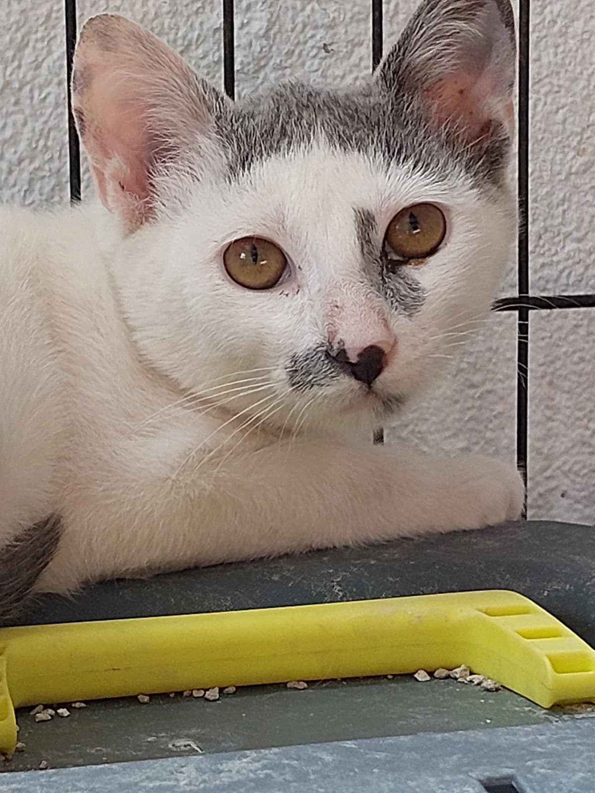 Polvorina, Mixed Breed (Protectora de Lugo)