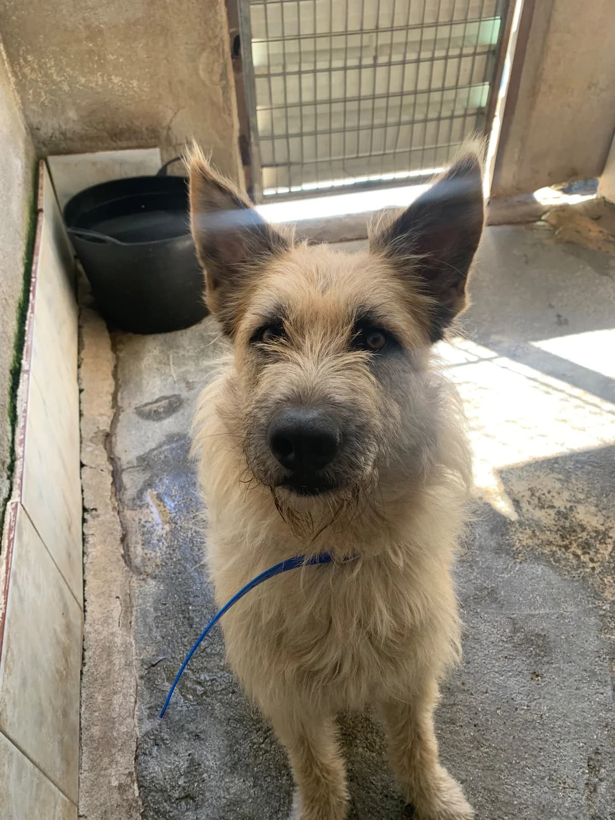 PORCÍN,  Mixed Breed for adoption at Protectora de Lugo