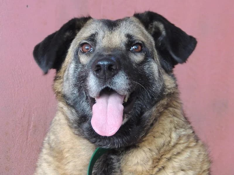 Quinta, Mixed Breed (Protectora de Lugo)