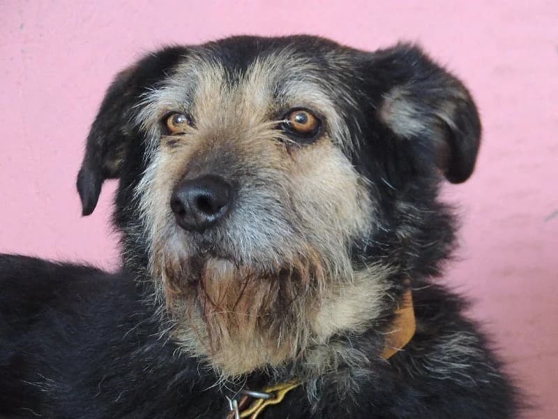 Quintiña, Mixed Breed (Protectora de Lugo)