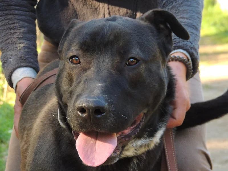 Rambo, Mixed Breed (Protectora de Lugo)