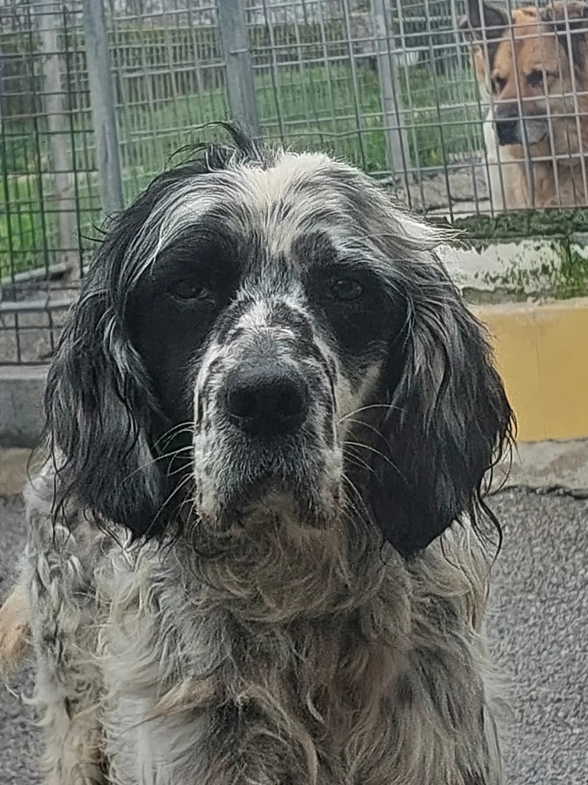 Rhin,  Mixed Breed for adoption at Protectora de Lugo