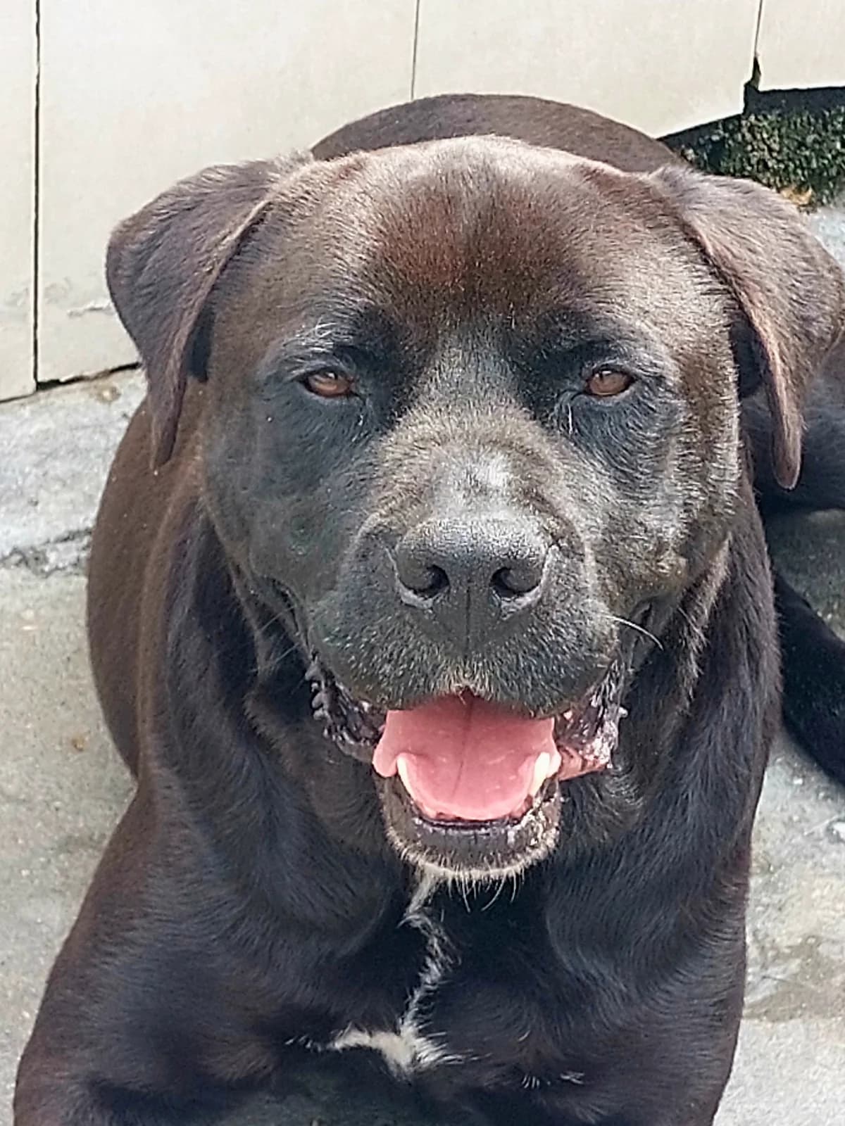 Ringo, Mixed Breed (Protectora de Lugo)