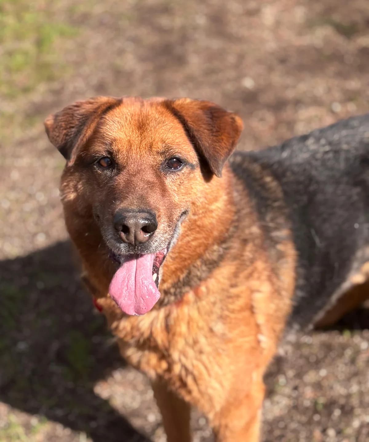 Rinlo, Mixed Breed (Protectora de Lugo)