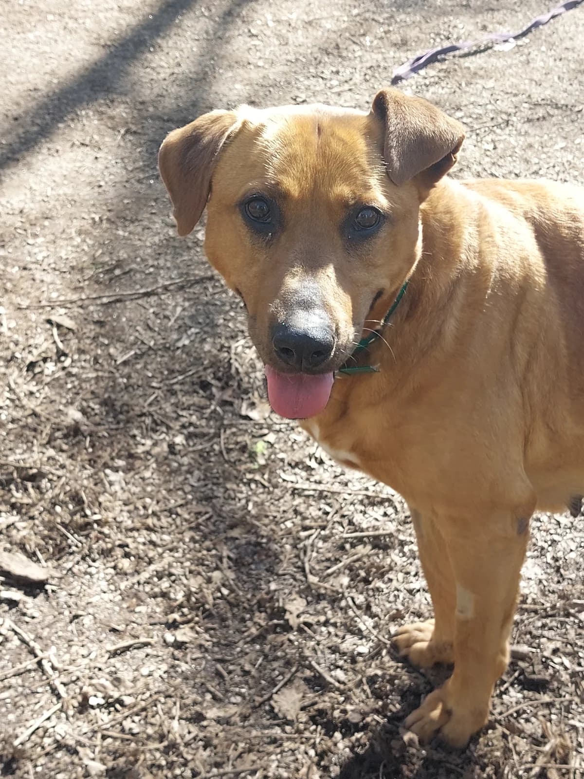 Roca,  Mixed Breed for adoption at Protectora de Lugo
