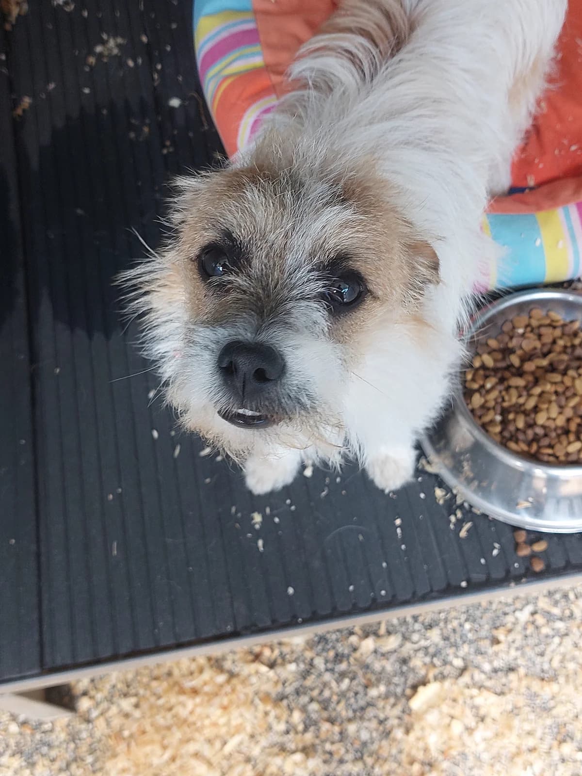 Rusty,  Mixed Breed for adoption at Protectora de Lugo
