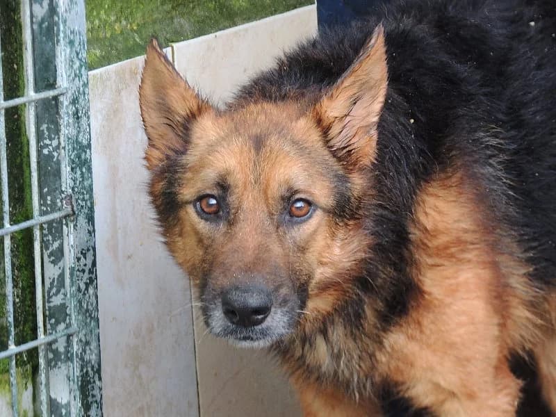 Sam, Mixed Breed (Protectora de Lugo)