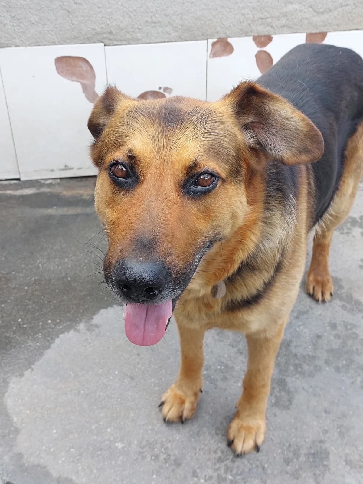 Santallés 2,  Mixed Breed for adoption at Protectora de Lugo