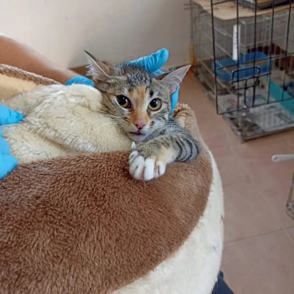 Santi, Mixed Breed (Protectora de Lugo)
