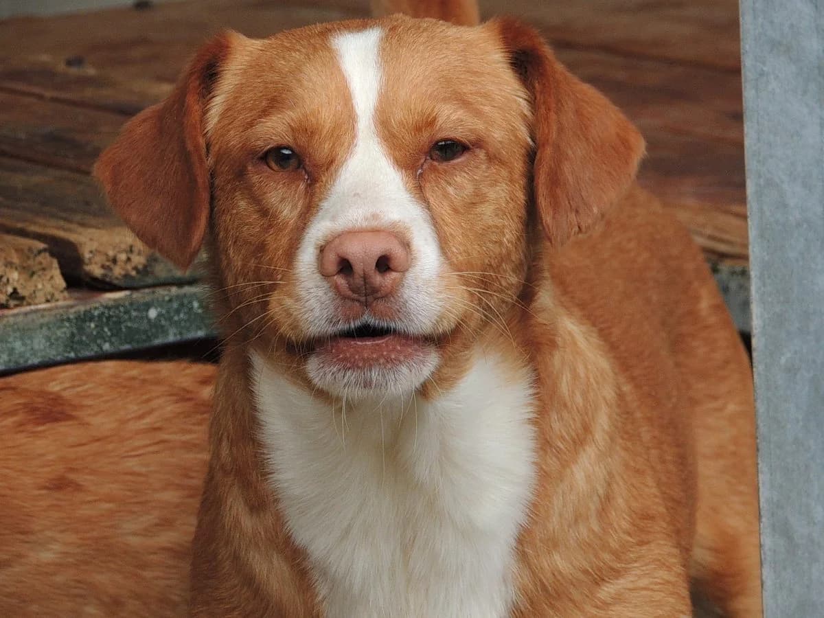 Santo, Mixed Breed (Protectora de Lugo)