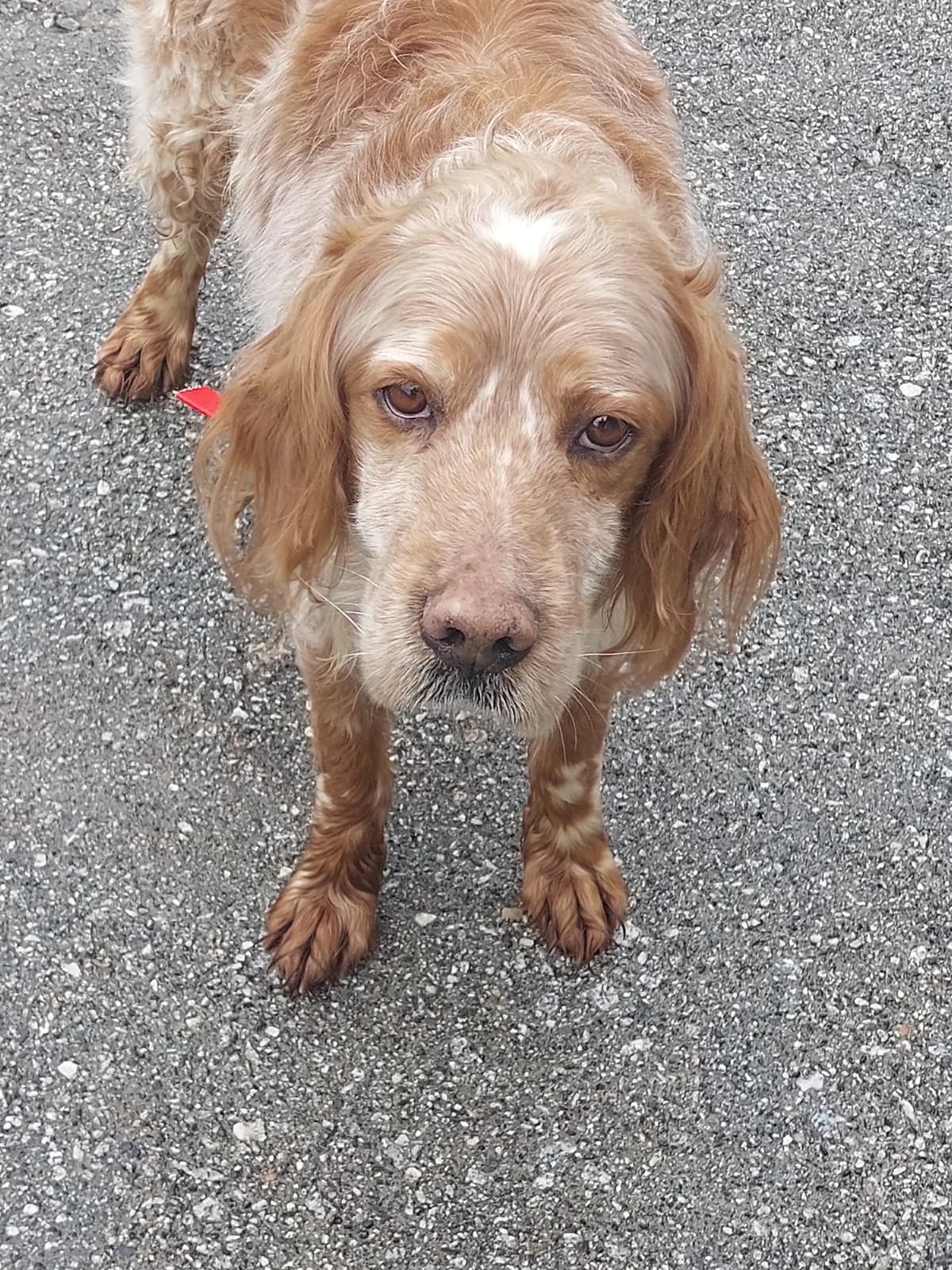 SHOW,  Mixed Breed for adoption at Protectora de Lugo
