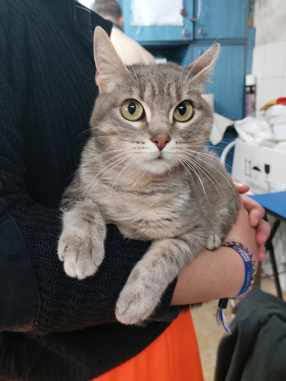 TABÚ,  Mixed Breed for adoption at Protectora de Lugo