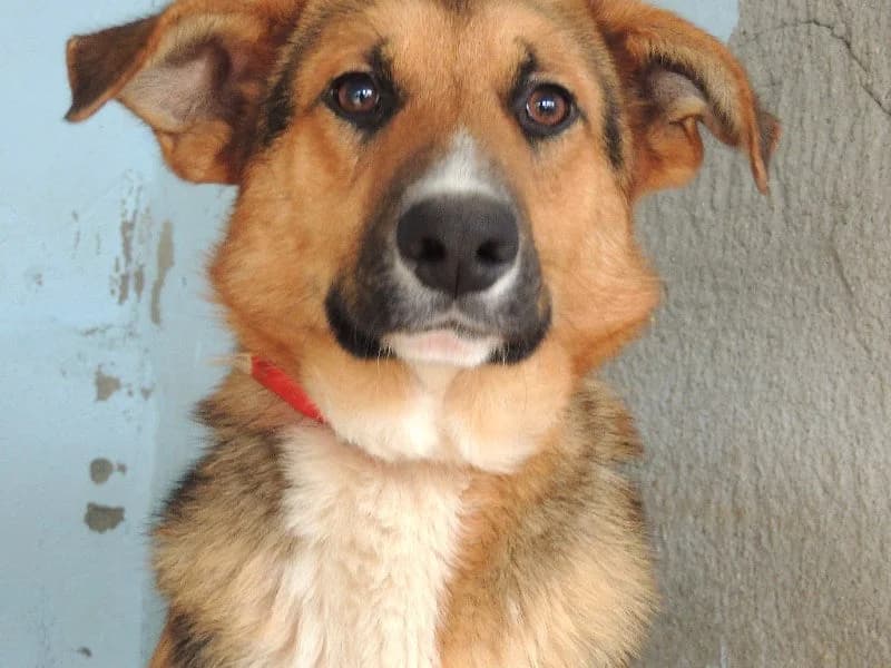 Tauro, Mixed Breed (Protectora de Lugo)