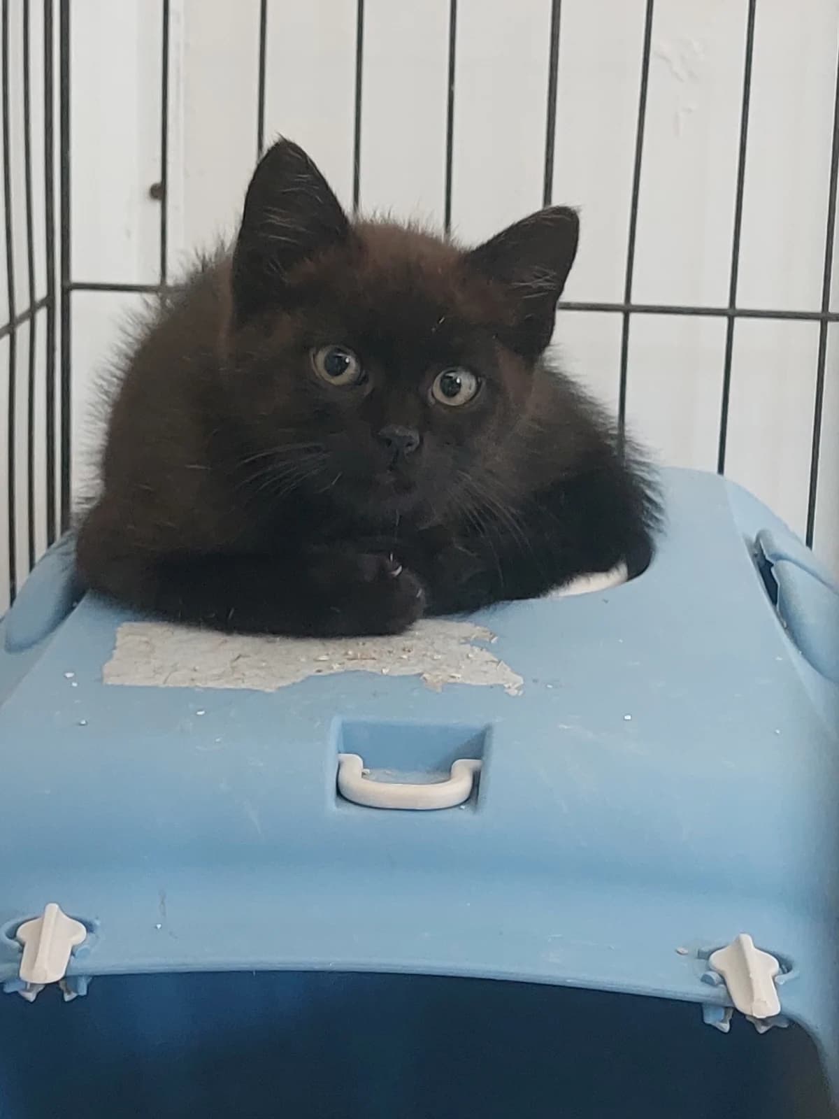 TECLO,  Mixed Breed for adoption at Protectora de Lugo
