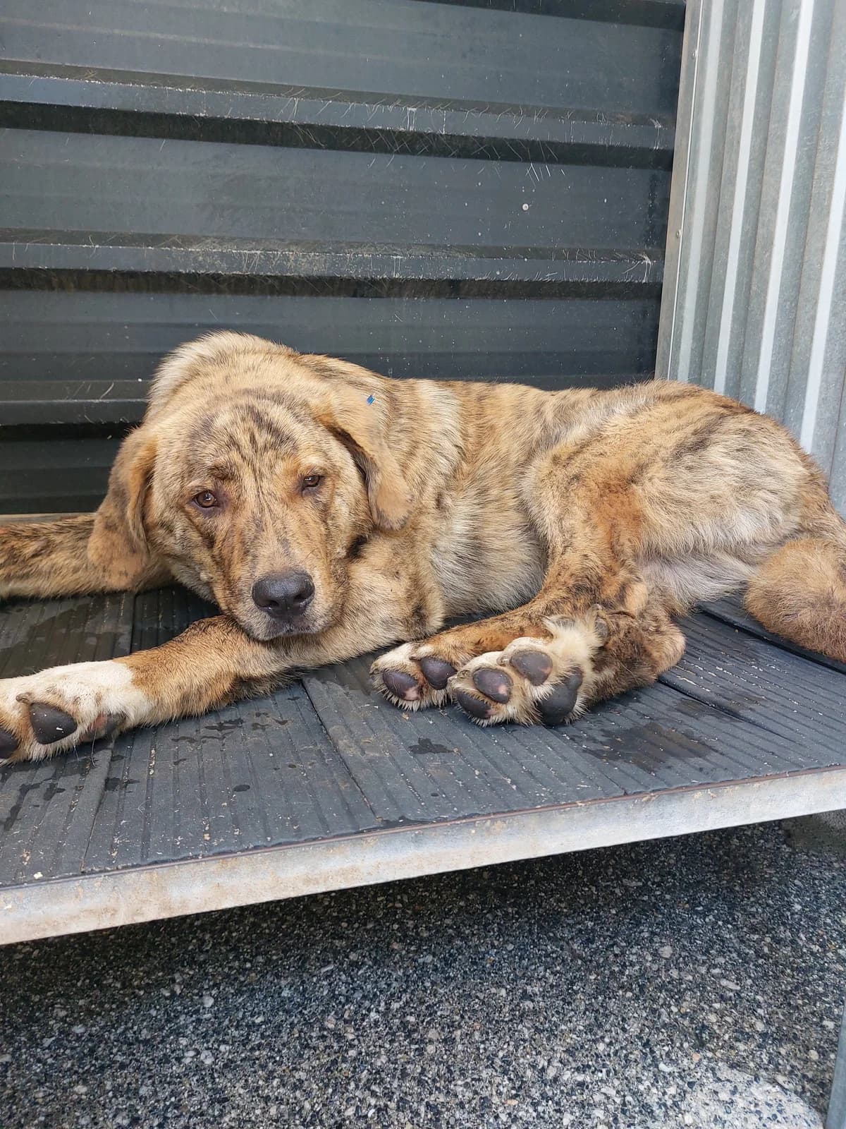THOR,  Mixed Breed for adoption at Protectora de Lugo