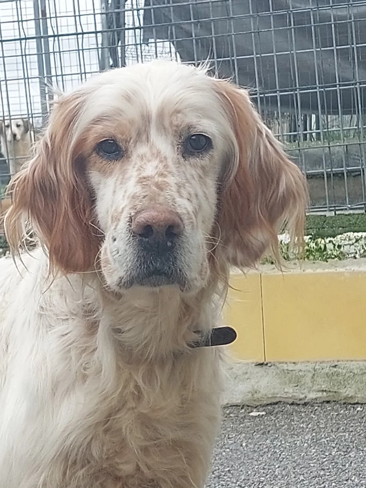 Tor,  Mixed Breed for adoption at Protectora de Lugo