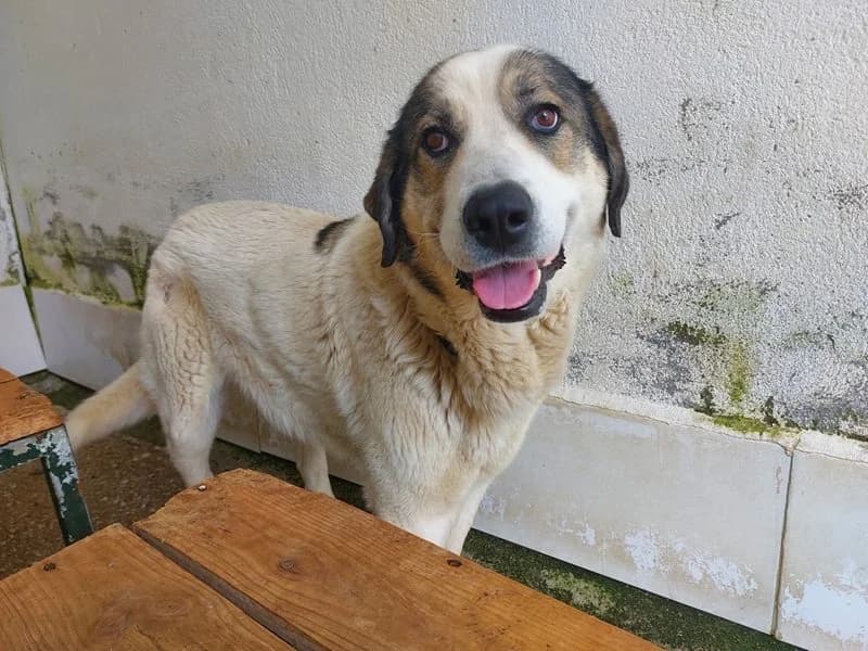 Touzona, Mixed Breed (Protectora de Lugo)