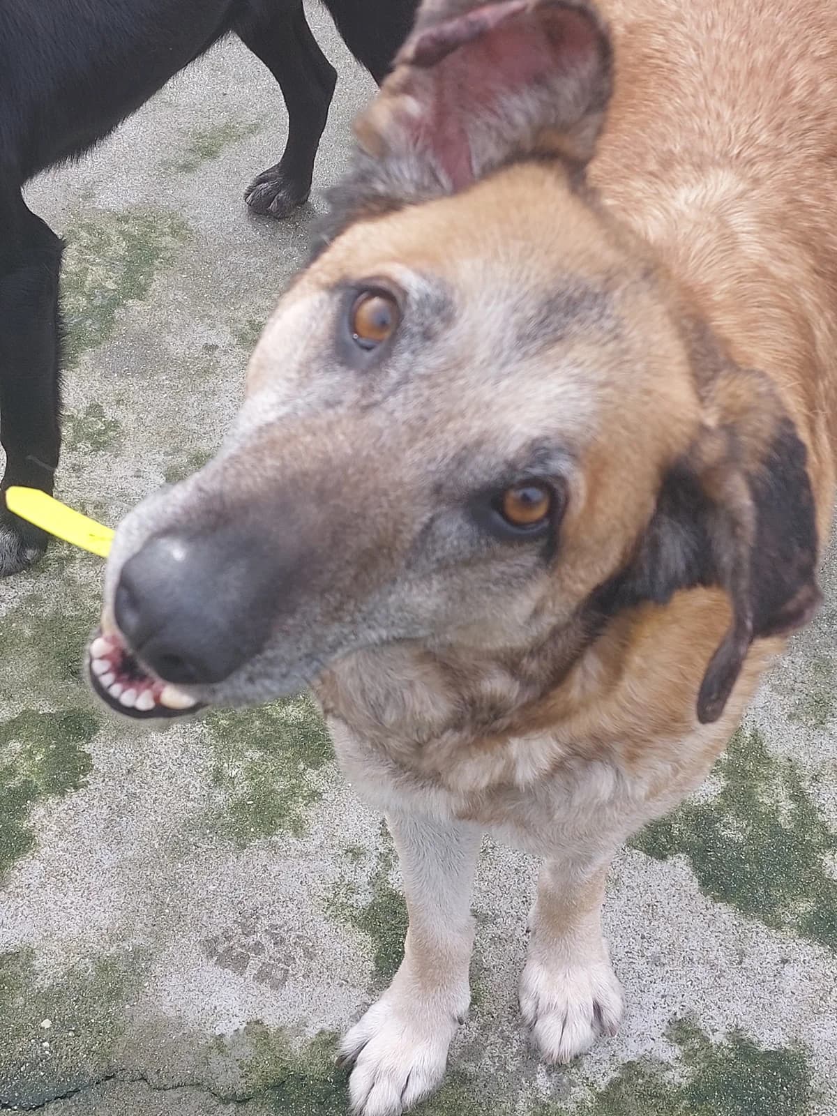 TROSKA,  Mixed Breed for adoption at Protectora de Lugo