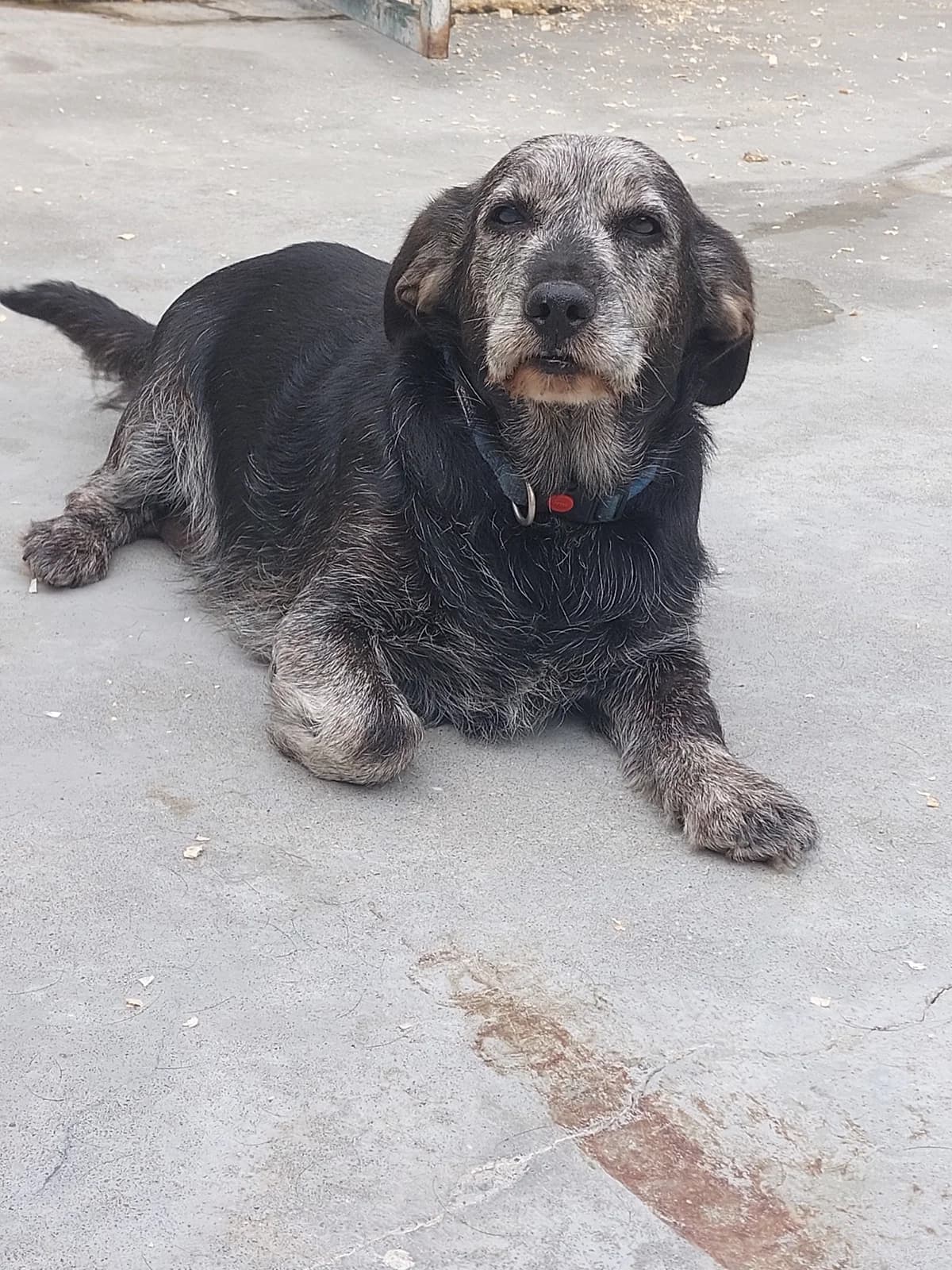 TULA,  Mixed Breed for adoption at Protectora de Lugo